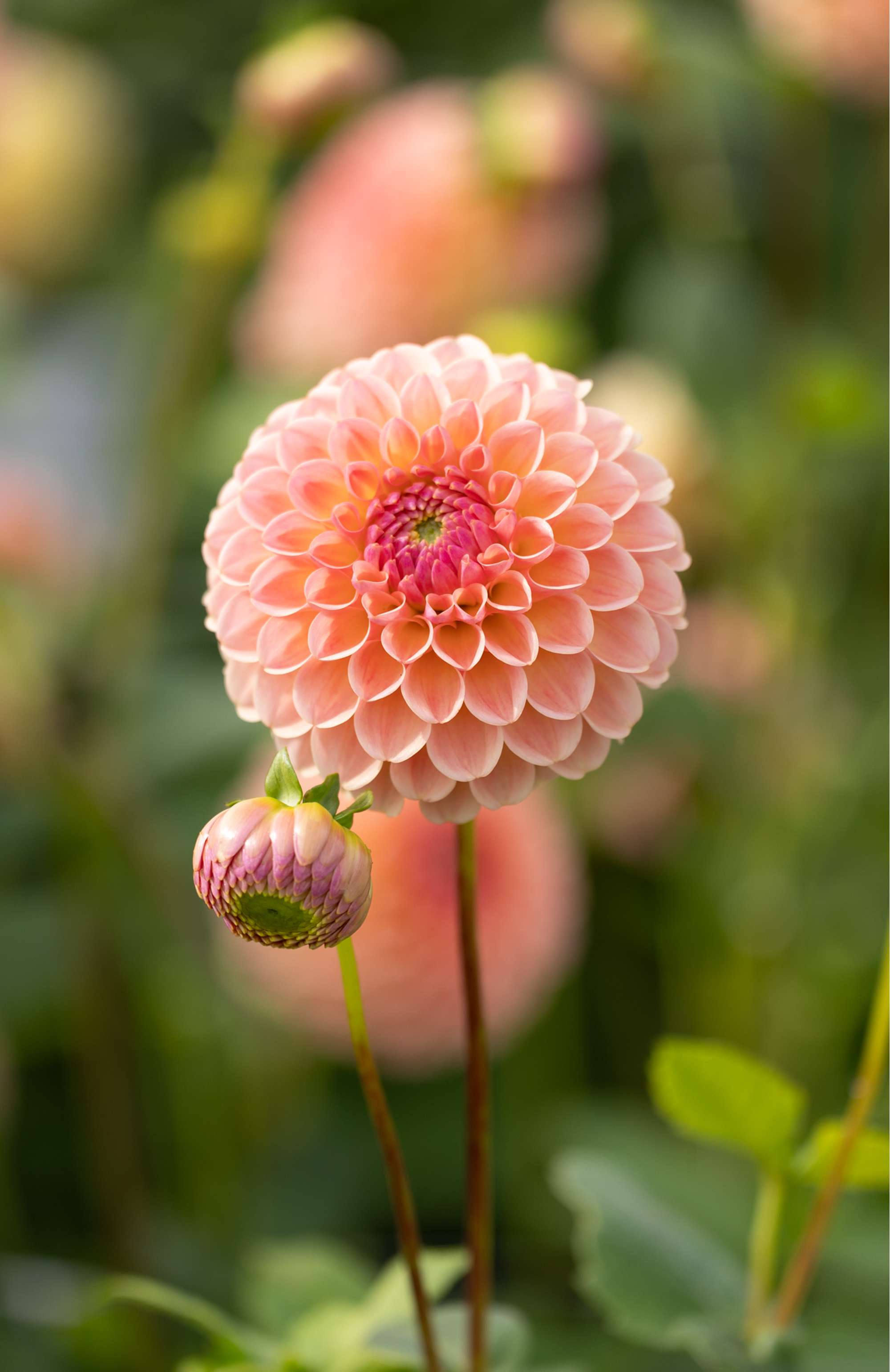 Dahlia 'L.A.T.E.'